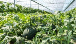 农村吃瓜间在山上吃瓜视频,农村吃瓜间欢乐时光