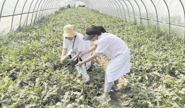 西张村吃瓜,一场乡村生活的甜蜜狂欢