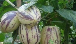 减肥怎么吃茄瓜,轻松享瘦的健康饮食之道