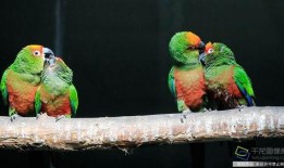 春风吃瓜鹦鹉情节,一场趣味横生的欢乐盛宴