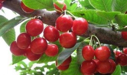 吃樱桃能吃瓜吗,探索樱桃食用禁忌与搭配之道