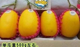 关注我吃高端瓜,关注我吃带你领略舌尖上的奢华