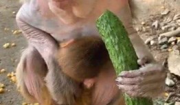 猴子吃瓜图文,猴子欢乐吃瓜瞬间