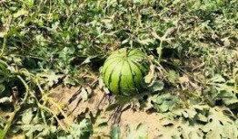 劳动累了怎么吃瓜,如何轻松享用一夏清凉瓜果