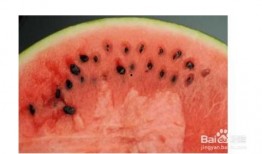 北方人吃瓜吃籽吗,籽在口中，乐趣无穷