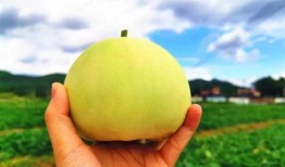 清新吃瓜,揭秘那些让人垂涎欲滴的美食故事