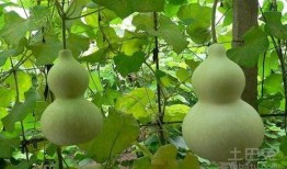 夏季葫芦瓜怎么吃,夏季葫芦瓜的多样美味吃法