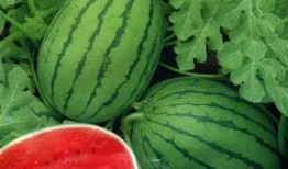 大美吃瓜,揭秘娱乐圈的甜蜜与苦涩