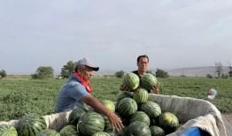 宜良吃瓜,探寻当地特色美食之旅