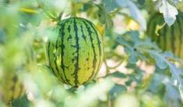 大连哪里吃瓜,探寻城市中的甜蜜美食天堂