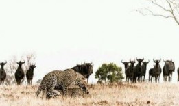 犀牛如何吃瓜,揭秘它们独特的饮食习惯