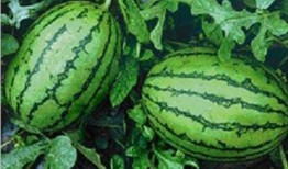 福建吃瓜图,一场视觉与味蕾的盛宴