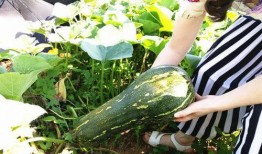 兰瓜可以直接吃吗,可直接食用的美味佳果