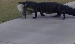 高尔夫球吃瓜群众,揭秘业余球友的趣味生活