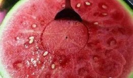 无法抗拒的吃瓜,揭秘无法抗拒的吃瓜诱惑