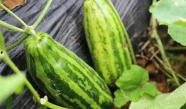 称瓜怎么吃,解锁夏日清凉美味新境界