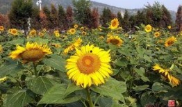 枣庄最新吃瓜,揭秘本地热辣美食风云