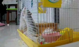 吃瓜群众狗狗打架,吃瓜群众见证的激烈打斗现场