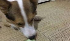 吃瓜土狗啥意思,网络流行语的内涵与演变