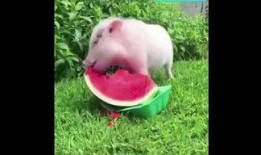 猪根吃瓜,探寻农业生态循环的奇妙之旅