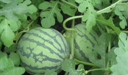 下川岛吃瓜,夏日吃瓜盛宴，尽享海滨悠闲时光