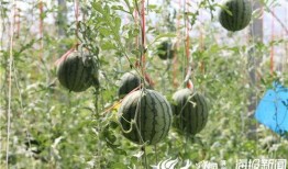 浪山吃瓜视频,揭秘网红视频背后的故事与魅力