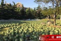 美术学院 吃瓜,一场视觉艺术的盛宴