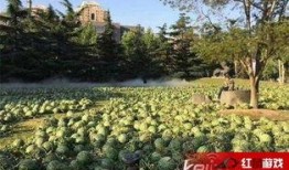 美术学院 吃瓜,一场视觉艺术的盛宴