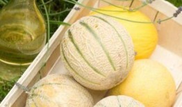 二饼康县吃瓜,一场别开生面的吃瓜盛宴