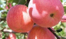 冬吃苹果夏吃瓜,冬苹果夏瓜，健康生活指南