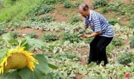 枣庄最新吃瓜,揭秘本地热辣美食风云