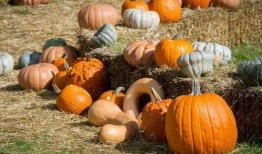 带你吃瓜的山寨,一场别开生面的美食之旅