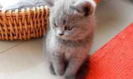 抱猫吃瓜,一场温馨的抱猫吃瓜之旅