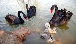 黑天鹅吃瓜,一场意外的美味探险