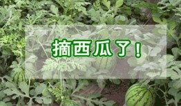 墨竹区吃瓜,探寻当地特色美食之旅