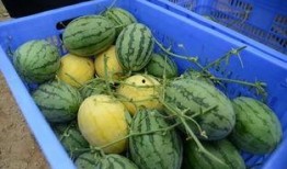 花桥吃瓜群,揭秘网络社交圈的趣味与争议