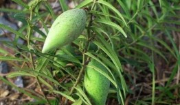 农村吃瓜间在山上吃瓜视频,农村吃瓜间欢乐时光