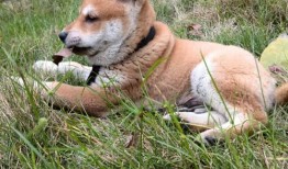 吃瓜土狗啥意思,网络流行语的内涵与演变