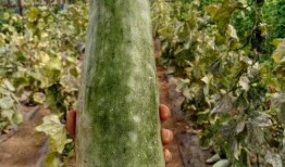 女生带你吃瓜,解锁独特味蕾之旅