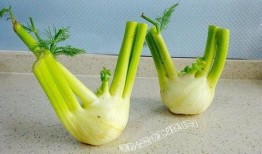 北方人吃瓜吃籽吗,籽在口中，乐趣无穷