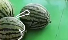 手瓜多久可以吃,快速烹饪指南