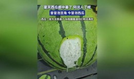 吃瓜喝啤酒吗,吃瓜喝啤酒，畅享清凉时光