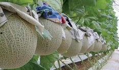 西张村吃瓜,一场乡村生活的甜蜜狂欢