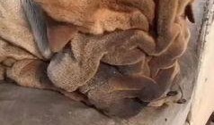 吃瓜群众狗狗打架,吃瓜群众见证的激烈打斗现场