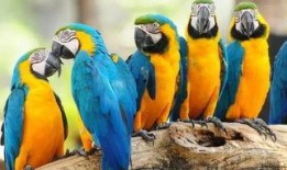 春风吃瓜鹦鹉情节,一场趣味横生的欢乐盛宴