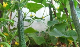 今天吃瓜了吗是病毒吗