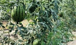 劳动累了怎么吃瓜,如何轻松享用一夏清凉瓜果