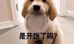 小狗吃瓜被噎住视频,温馨救援瞬间引网友热议