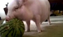 猪根吃瓜,探寻农业生态循环的奇妙之旅