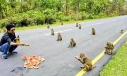 印度人吃猴子吃瓜,猴子与瓜果共舞的餐桌奇观